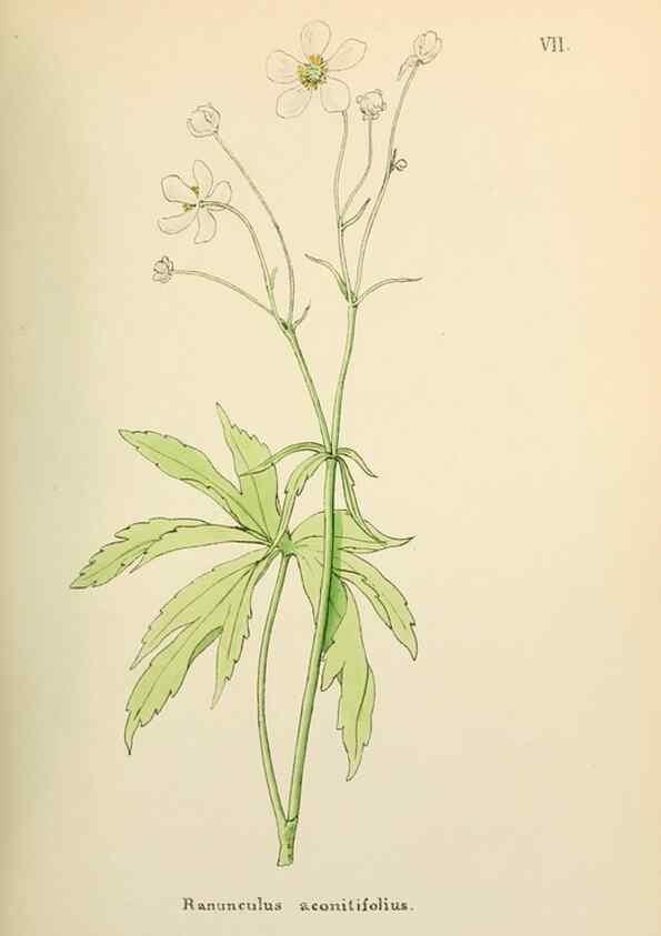 Reproducción/Reproduction 48591663261: Flowers of the Engadine.. Winchester,Printed for the Author by Warren and Son,1891.. 