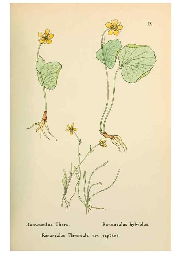 Reproducción/Reproduction 48591809492: Flowers of the Engadine.. Winchester,Printed for the Author by Warren and Son,1891.. 