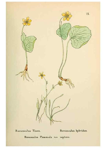 Reproducción/Reproduction 48591809492: Flowers of the Engadine.. Winchester,Printed for the Author by Warren and Son,1891.. 