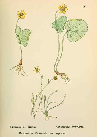Reproducción/Reproduction 48591809492: Flowers of the Engadine.. Winchester,Printed for the Author by Warren and Son,1891.. 