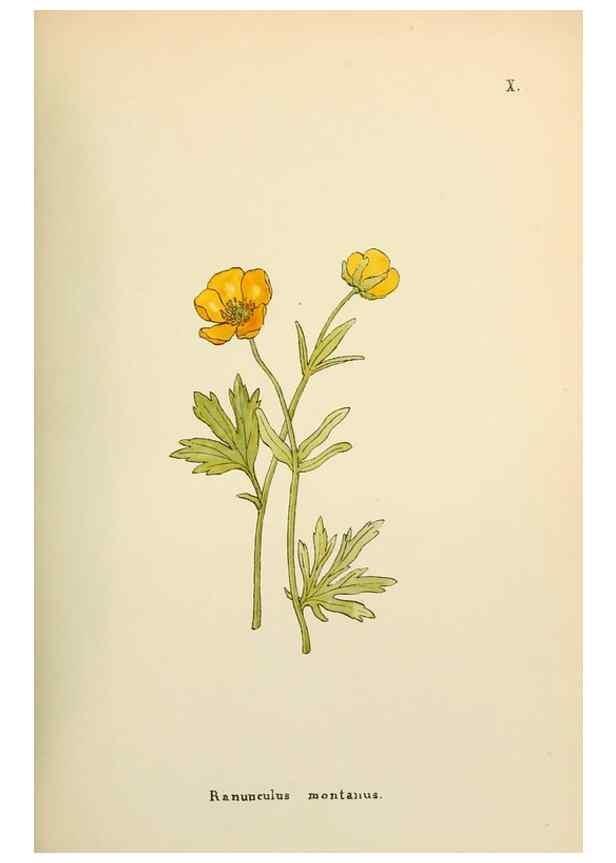 Reproducción/Reproduction 48591664801: Flowers of the Engadine.. Winchester,Printed for the Author by Warren and Son,1891.. 