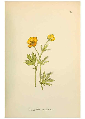 Reproducción/Reproduction 48591664801: Flowers of the Engadine.. Winchester,Printed for the Author by Warren and Son,1891.. 