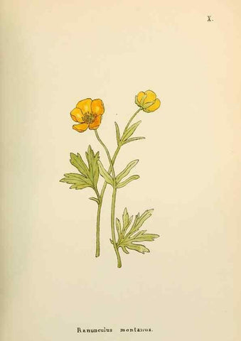 Reproducción/Reproduction 48591664801: Flowers of the Engadine.. Winchester,Printed for the Author by Warren and Son,1891.. 