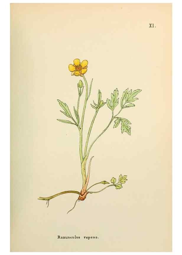 Reproducción/Reproduction 48591810497: Flowers of the Engadine.. Winchester,Printed for the Author by Warren and Son,1891.. 