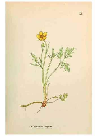 Reproducción/Reproduction 48591810497: Flowers of the Engadine.. Winchester,Printed for the Author by Warren and Son,1891.. 