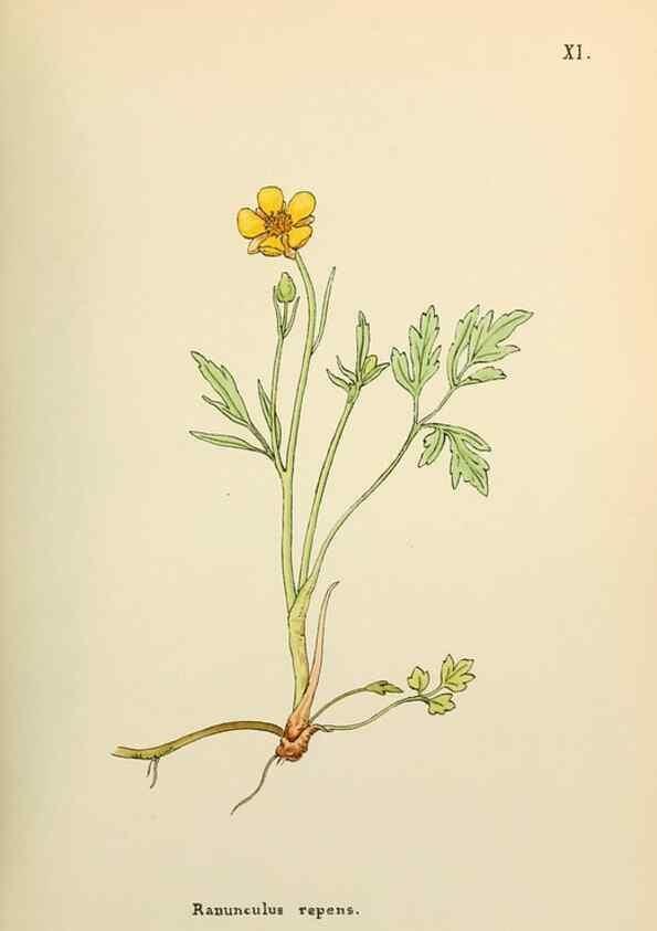 Reproducción/Reproduction 48591810497: Flowers of the Engadine.. Winchester,Printed for the Author by Warren and Son,1891.. 