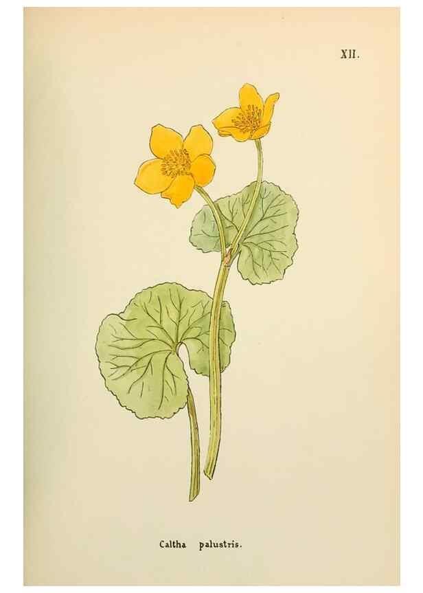 Reproducción/Reproduction 48591810927: Flowers of the Engadine.. Winchester,Printed for the Author by Warren and Son,1891.. 