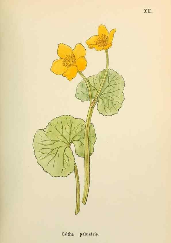 Reproducción/Reproduction 48591810927: Flowers of the Engadine.. Winchester,Printed for the Author by Warren and Son,1891.. 