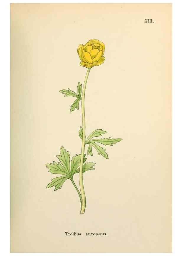 Reproducción/Reproduction 48591811377: Flowers of the Engadine.. Winchester,Printed for the Author by Warren and Son,1891.. 
