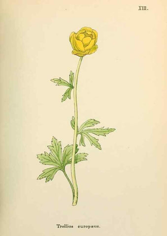 Reproducción/Reproduction 48591811377: Flowers of the Engadine.. Winchester,Printed for the Author by Warren and Son,1891.. 