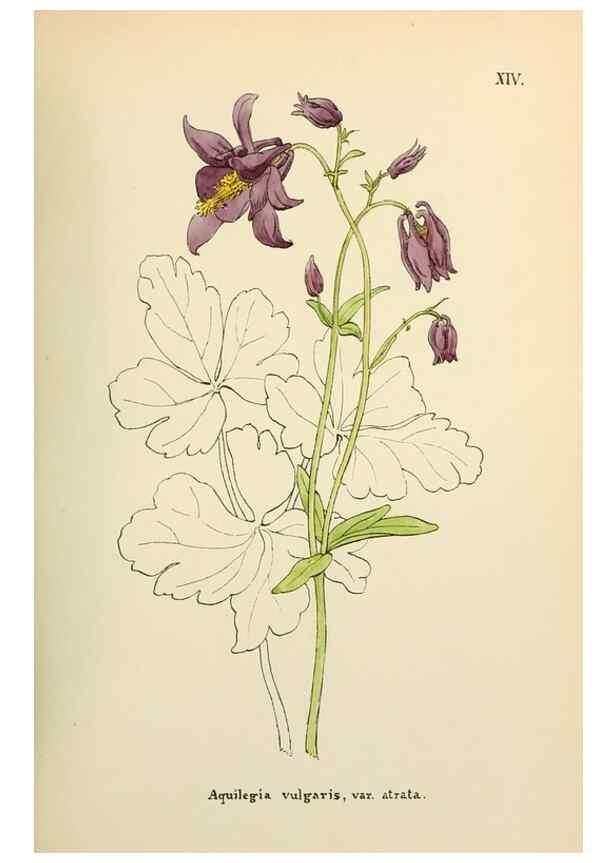 Reproducción/Reproduction 48591666296: Flowers of the Engadine.. Winchester,Printed for the Author by Warren and Son,1891.. 