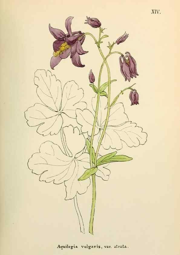 Reproducción/Reproduction 48591666296: Flowers of the Engadine.. Winchester,Printed for the Author by Warren and Son,1891.. 