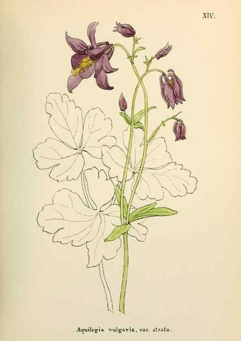 Reproducción/Reproduction 48591666296: Flowers of the Engadine.. Winchester,Printed for the Author by Warren and Son,1891.. 