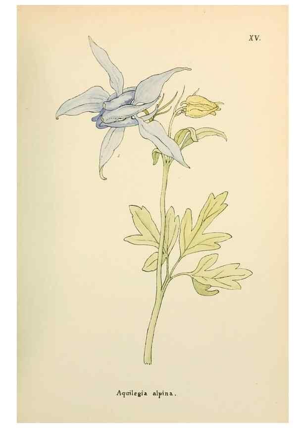 Reproducción/Reproduction 48591666771: Flowers of the Engadine.. Winchester,Printed for the Author by Warren and Son,1891.. 