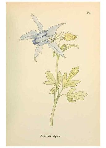 Reproducción/Reproduction 48591666771: Flowers of the Engadine.. Winchester,Printed for the Author by Warren and Son,1891.. 