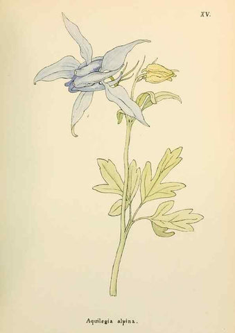 Reproducción/Reproduction 48591666771: Flowers of the Engadine.. Winchester,Printed for the Author by Warren and Son,1891.. 