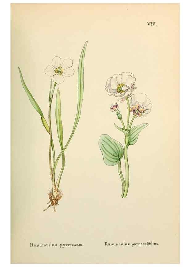 Reproducción/Reproduction 48591663856: Flowers of the Engadine.. Winchester,Printed for the Author by Warren and Son,1891.. 
