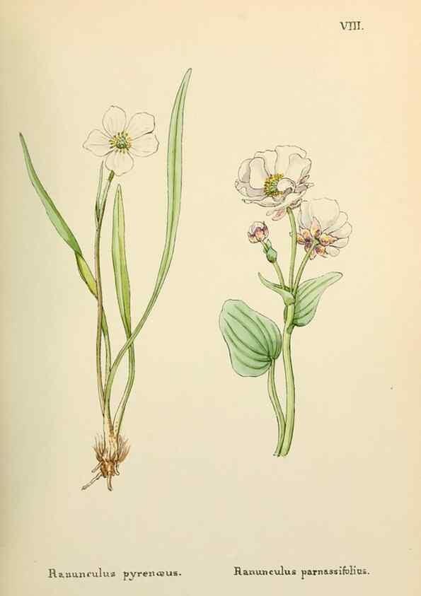 Reproducción/Reproduction 48591663856: Flowers of the Engadine.. Winchester,Printed for the Author by Warren and Son,1891.. 
