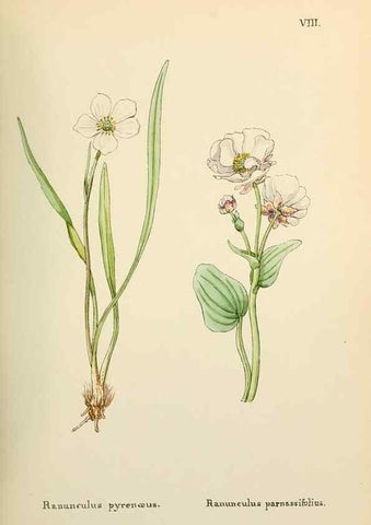 Reproducción/Reproduction 48591663856: Flowers of the Engadine.. Winchester,Printed for the Author by Warren and Son,1891.. 