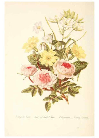 Reproducción/Reproduction 48591718197: The language of flowers, or, Floral emblems of thoughts, feelings, and sentiments /. London ;G. Routledge,1869.. 