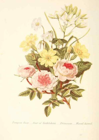Reproducción/Reproduction 48591718197: The language of flowers, or, Floral emblems of thoughts, feelings, and sentiments /. London ;G. Routledge,1869.. 