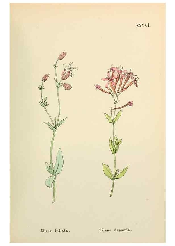 Reproducción/Reproduction 48591675761: Flowers of the Engadine.. Winchester,Printed for the Author by Warren and Son,1891.. 