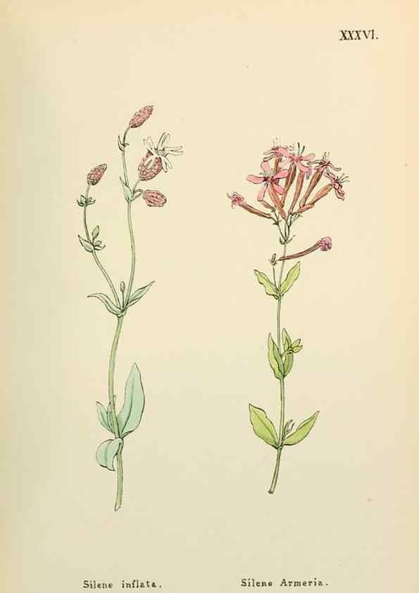 Reproducción/Reproduction 48591675761: Flowers of the Engadine.. Winchester,Printed for the Author by Warren and Son,1891.. 