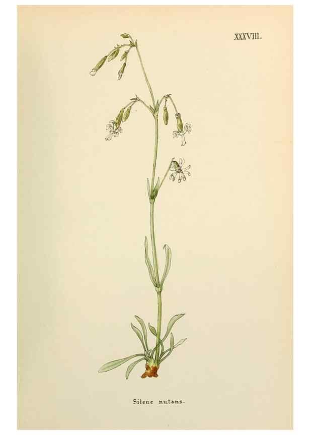 Reproducción/Reproduction 48591676546: Flowers of the Engadine.. Winchester,Printed for the Author by Warren and Son,1891.. 