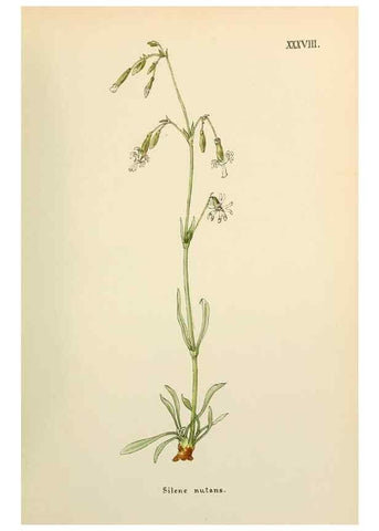 Reproducción/Reproduction 48591676546: Flowers of the Engadine.. Winchester,Printed for the Author by Warren and Son,1891.. 