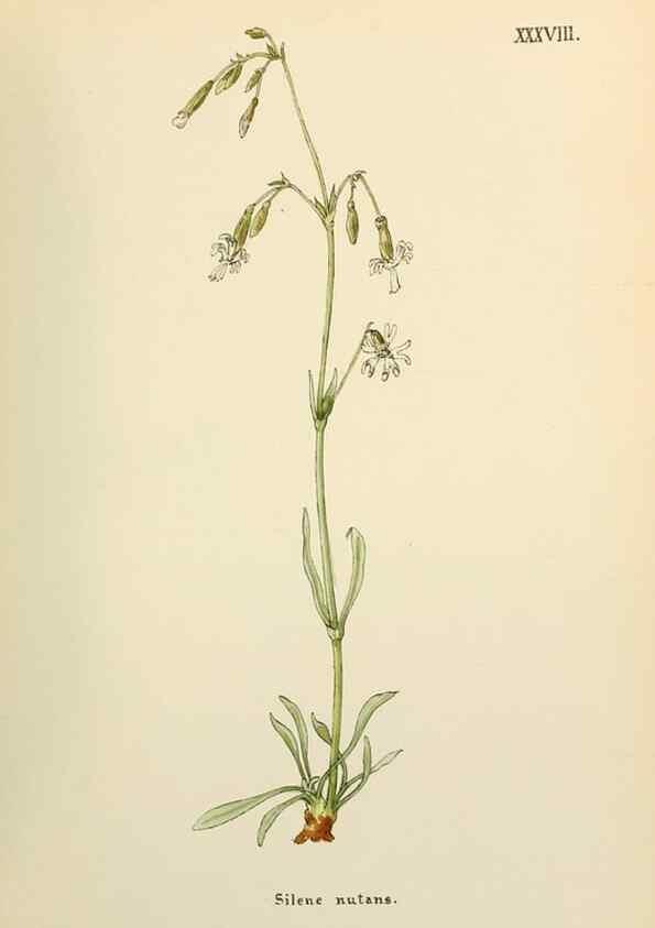 Reproducción/Reproduction 48591676546: Flowers of the Engadine.. Winchester,Printed for the Author by Warren and Son,1891.. 