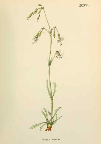 Reproducción/Reproduction 48591676546: Flowers of the Engadine.. Winchester,Printed for the Author by Warren and Son,1891.. 