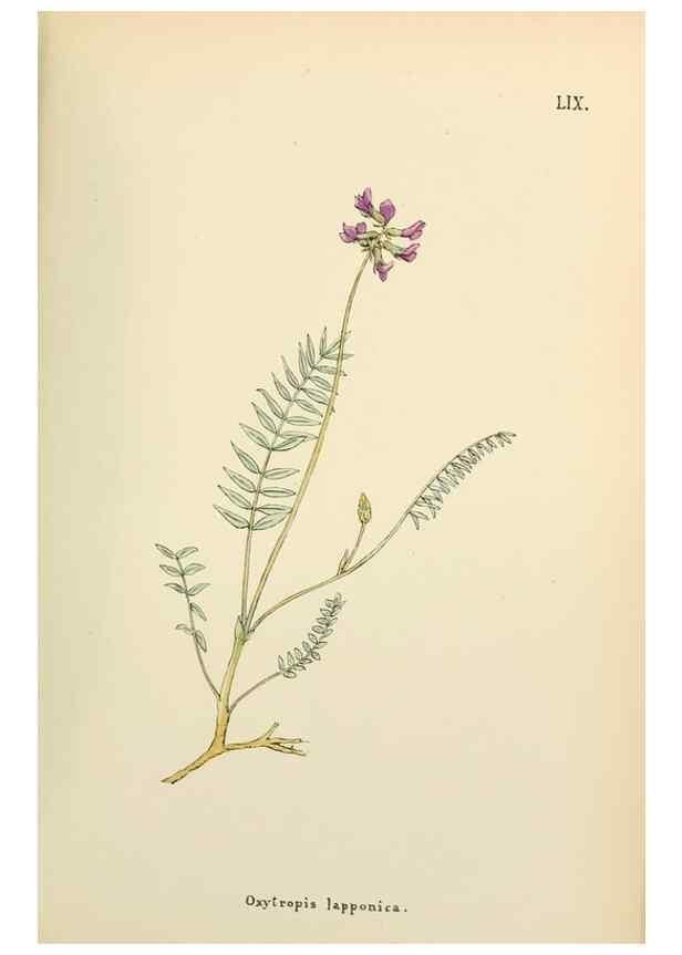 Reproducción/Reproduction 48591685311: Flowers of the Engadine.. Winchester,Printed for the Author by Warren and Son,1891.. 