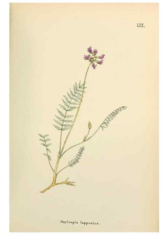 Reproducción/Reproduction 48591685311: Flowers of the Engadine.. Winchester,Printed for the Author by Warren and Son,1891.. 