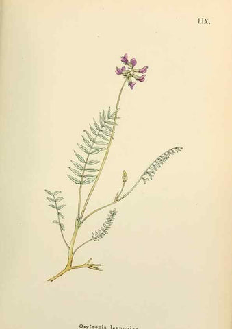 Reproducción/Reproduction 48591685311: Flowers of the Engadine.. Winchester,Printed for the Author by Warren and Son,1891.. 