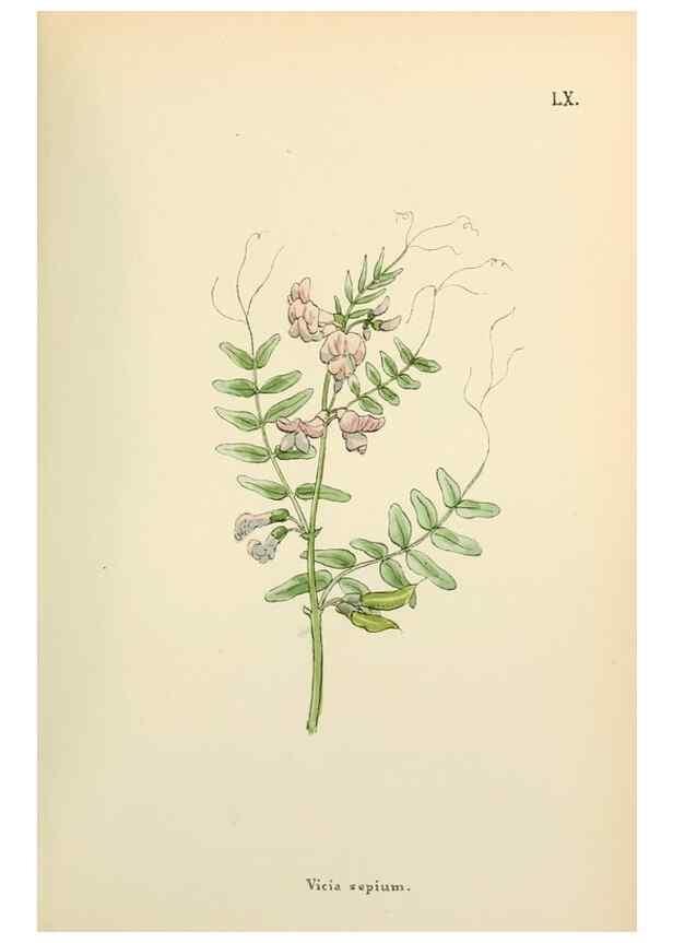 Reproducción/Reproduction 48591685656: Flowers of the Engadine.. Winchester,Printed for the Author by Warren and Son,1891.. 