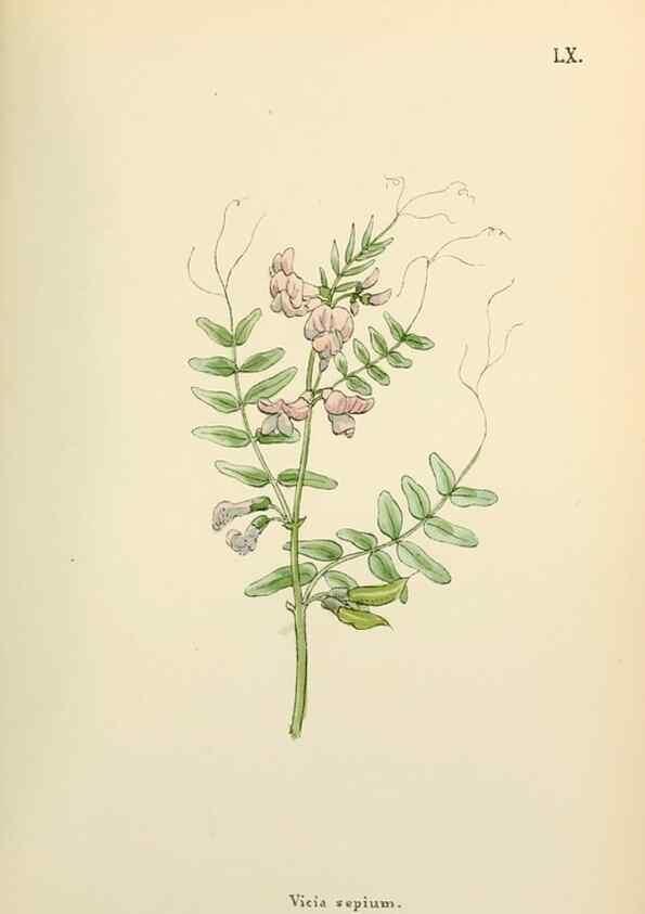 Reproducción/Reproduction 48591685656: Flowers of the Engadine.. Winchester,Printed for the Author by Warren and Son,1891.. 