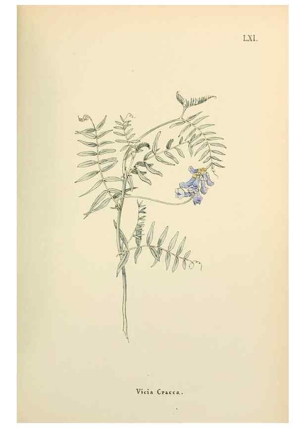 Reproducción/Reproduction 48591831377: Flowers of the Engadine.. Winchester,Printed for the Author by Warren and Son,1891.. 