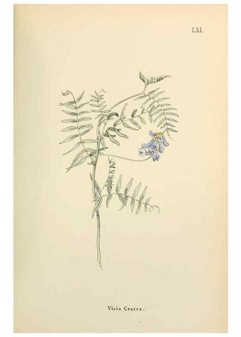 Reproducción/Reproduction 48591831377: Flowers of the Engadine.. Winchester,Printed for the Author by Warren and Son,1891.. 