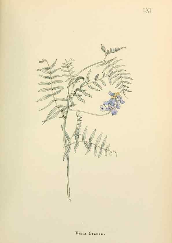 Reproducción/Reproduction 48591831377: Flowers of the Engadine.. Winchester,Printed for the Author by Warren and Son,1891.. 
