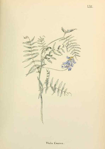 Reproducción/Reproduction 48591831377: Flowers of the Engadine.. Winchester,Printed for the Author by Warren and Son,1891.. 