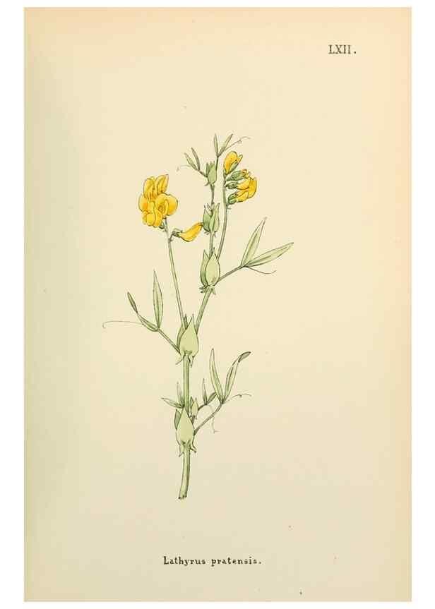 Reproducción/Reproduction 48591686371: Flowers of the Engadine.. Winchester,Printed for the Author by Warren and Son,1891.. 
