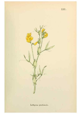 Reproducción/Reproduction 48591686371: Flowers of the Engadine.. Winchester,Printed for the Author by Warren and Son,1891.. 