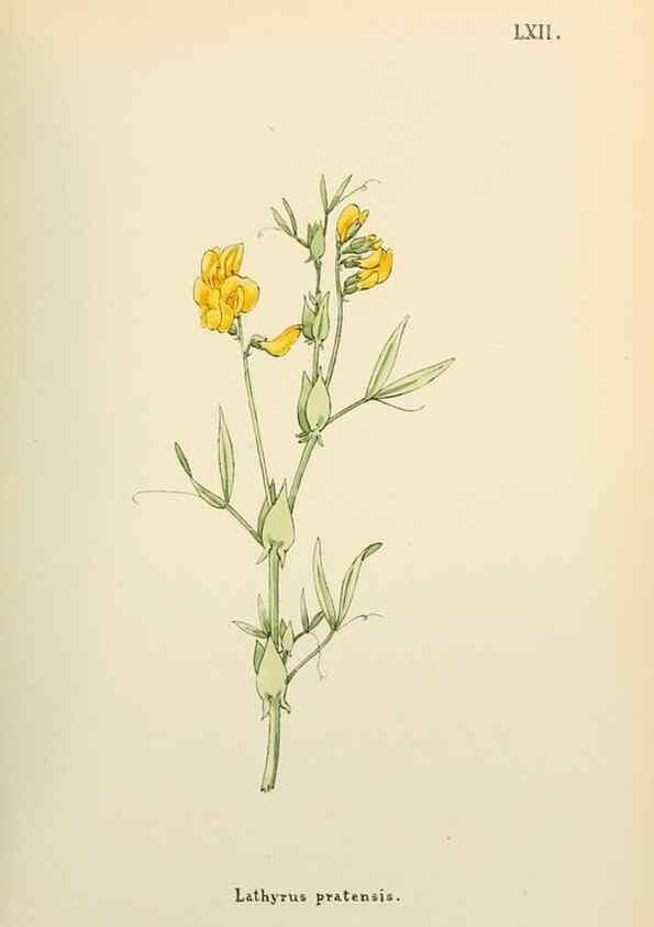 Reproducción/Reproduction 48591686371: Flowers of the Engadine.. Winchester,Printed for the Author by Warren and Son,1891.. 