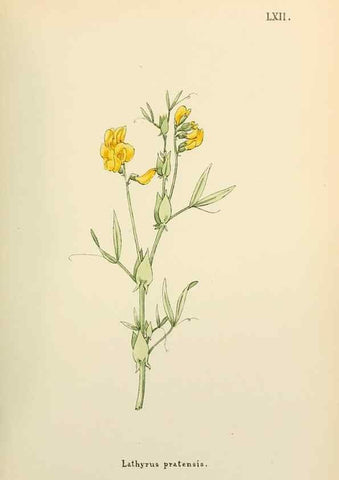 Reproducción/Reproduction 48591686371: Flowers of the Engadine.. Winchester,Printed for the Author by Warren and Son,1891.. 