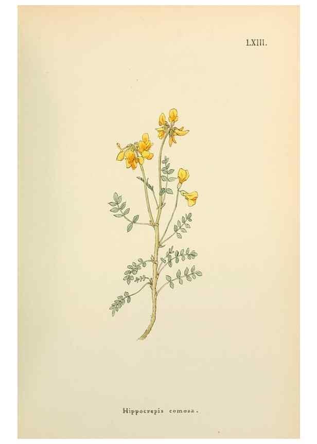 Reproducción/Reproduction 48591832102: Flowers of the Engadine.. Winchester,Printed for the Author by Warren and Son,1891.. 