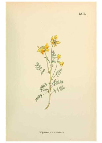 Reproducción/Reproduction 48591832102: Flowers of the Engadine.. Winchester,Printed for the Author by Warren and Son,1891.. 