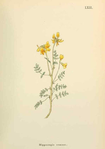 Reproducción/Reproduction 48591832102: Flowers of the Engadine.. Winchester,Printed for the Author by Warren and Son,1891.. 