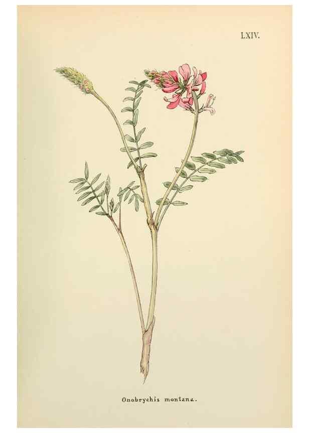 Reproducción/Reproduction 48591832512: Flowers of the Engadine.. Winchester,Printed for the Author by Warren and Son,1891.. 