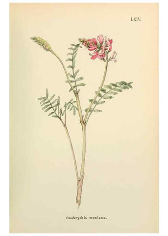 Reproducción/Reproduction 48591832512: Flowers of the Engadine.. Winchester,Printed for the Author by Warren and Son,1891.. 