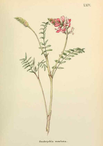 Reproducción/Reproduction 48591832512: Flowers of the Engadine.. Winchester,Printed for the Author by Warren and Son,1891.. 